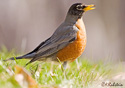 Turdus migratorius